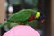 Parrot in Kuala Lumpur Bird Park