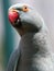 Parrot in Kuala Lumput Bird Park