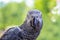 Parrot looking directly at camera against lime green mottled blurred background - selective focus on eyes