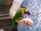 Parrot Lori - Loriinae - sits on the arm and eats an apple at the Gan Guru Zoo in Kibbutz Nir David in Israel