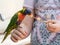 Parrot Lori - Loriinae - sits on the arm and eats an apple at the Gan Guru Zoo in Kibbutz Nir David in Israel