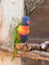 Parrot Lori - Loriinae - sits on a branch in an aviary for parrots at the Gan Guru Zoo in Kibbutz Nir David in Israel