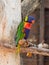 Parrot Lori - Loriinae - sits on a branch in an aviary for parrots at the Gan Guru Zoo in Kibbutz Nir David in Israel