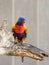 Parrot Lori - Loriinae - sits on a branch in an aviary for parrots at the Gan Guru Zoo in Kibbutz Nir David in Israel