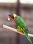 Parrot Lori - Loriinae - sits on a branch in an aviary for parrots at the Gan Guru Zoo in Kibbutz Nir David in Israel