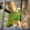 Parrot-Loro park-almuÃ±ecar-Andalusia--Spain