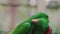 Parrot love, two eclectus parrots. Two eclectus parrots