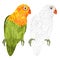 Parrot lovebird Agapornis tropical bird   polygons and outline on a white background  vector illustration editable hand draw