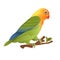 Parrot lovebird Agapornis tropical bird standing on a branch on a white background vector illustration editable