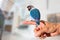 Parrot lovebird sitting on hand on blurred living room background