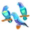parrot lovebirds couple sitting head turned blue. vector illustration