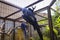 Parrot Macaw Also Known As Ara In A Spacious Cage At The Zoo. Photo In Selective Focus