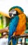 Parrot macaw blue and orange.