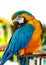 parrot macaw blue and orange.