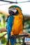 Parrot macaw Blue and yellow.