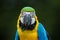 Parrot Macaw closeup