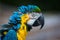 Parrot Macaw closeup