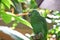 Parrot or macaw with green and yellow feathers