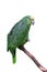 Parrot or macaw with green and yellow feathers