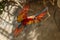 parrot in midflight inside a zoo aviary with outspread wings