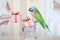 Parrot on model miniature shopping cart and colorful gift box for christmas and happy new year on wooder background