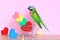 Parrot on model miniature shopping cart and colorful of handmade crochet heart for valentines day