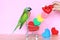 Parrot on model miniature shopping cart and colorful of handmade crochet heart for valentines day