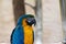 Parrot mountain garden pigeon forge Tennessee