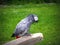 Parrot perched on post