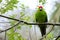 Parrot perches on a tree branch