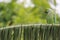 Parrot perching on a green coconut leaf.