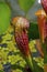 Parrot pitcher plant, Sarracenia psittacina, carnivorous plant