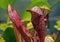 Parrot pitcher plant, Sarracenia psittacina, carnivorous plant