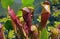 Parrot pitcher plant, Sarracenia psittacina, carnivorous plant