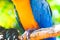 Parrot plumage details closeup feathers of the blue and yellow macaw ara ararauna