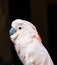 Parrot portrait on a black background