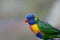 Parrot profile