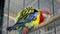 parrot with rainbow feathers on wooden perch closeup, exotic bird,