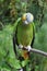 Parrot in the rainforest perching on a branch