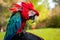 parrot with red feathers on black pirate hat outdoors