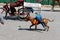 A parrot riding a dog in a parade