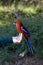 Parrot Rosella