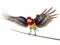 Parrot Rosella parrot in flight isolated