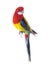 Parrot Rosella parrot isolated