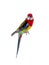 Parrot Rosella parrot isolated