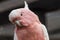 Parrot in a Russian zoo.