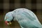 Parrot in a Russian zoo.