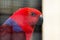 Parrot in a Russian zoo.