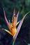 Parrot\'s flower, tropical plant common in the Atlantic Rainfores