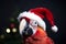 Parrot in a Santa hat is waiting for the holiday